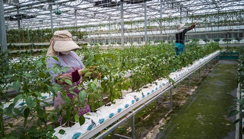 了解厦门出入境检验检疫技术中心官网：一站式服务指南