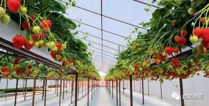 深圳市五洲田农业科技开发有限公司，专注于农业科技创新与应用的企业名称汇总